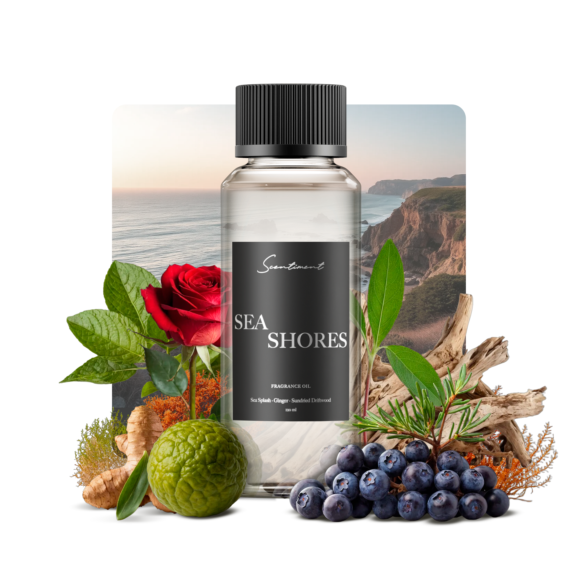 Sea Shores Fragrance Oil with notes of Sea Splash, Ginger, Musk