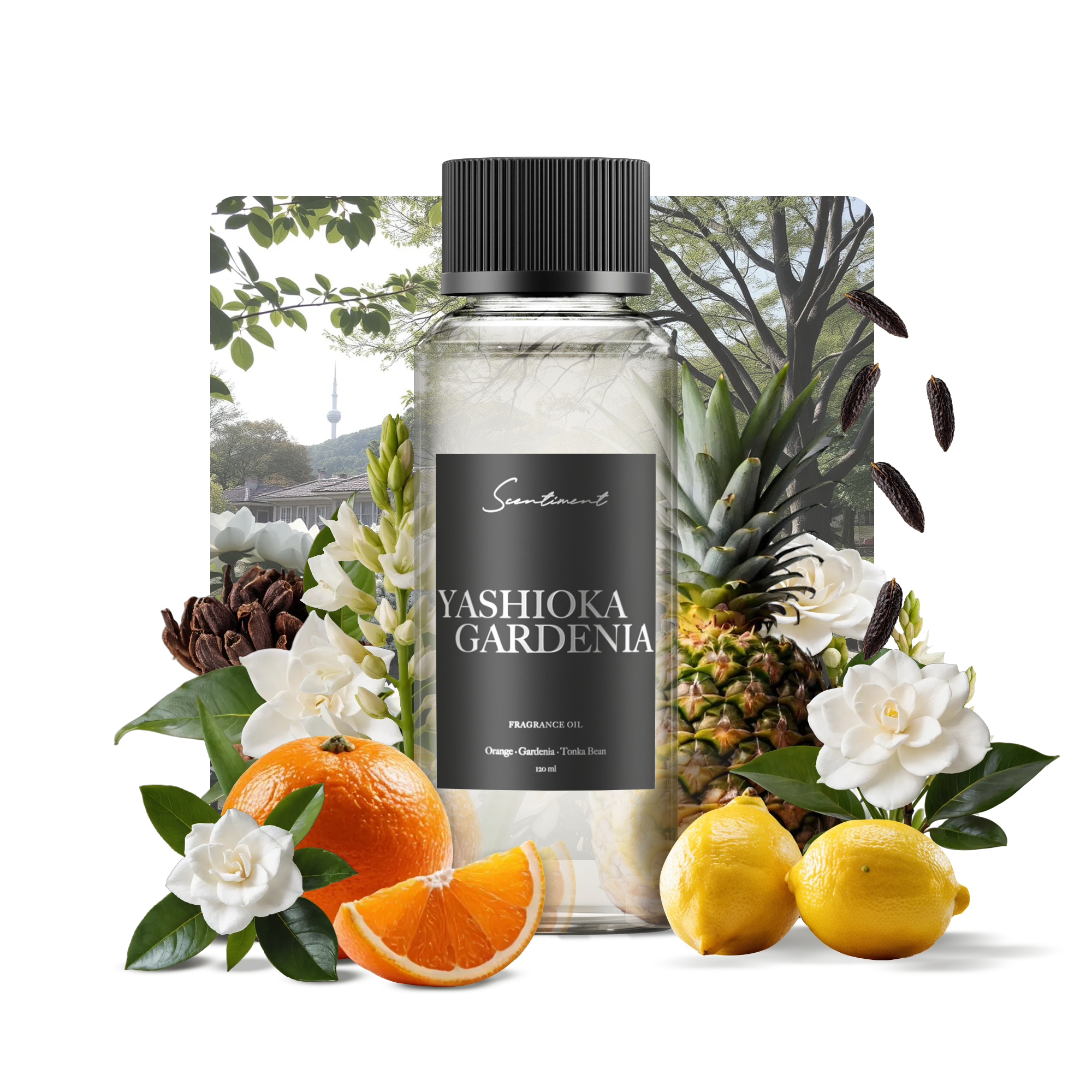 Yashioka Gardenia Fragrance Oil with notes of Orange, Gardenia, Amber