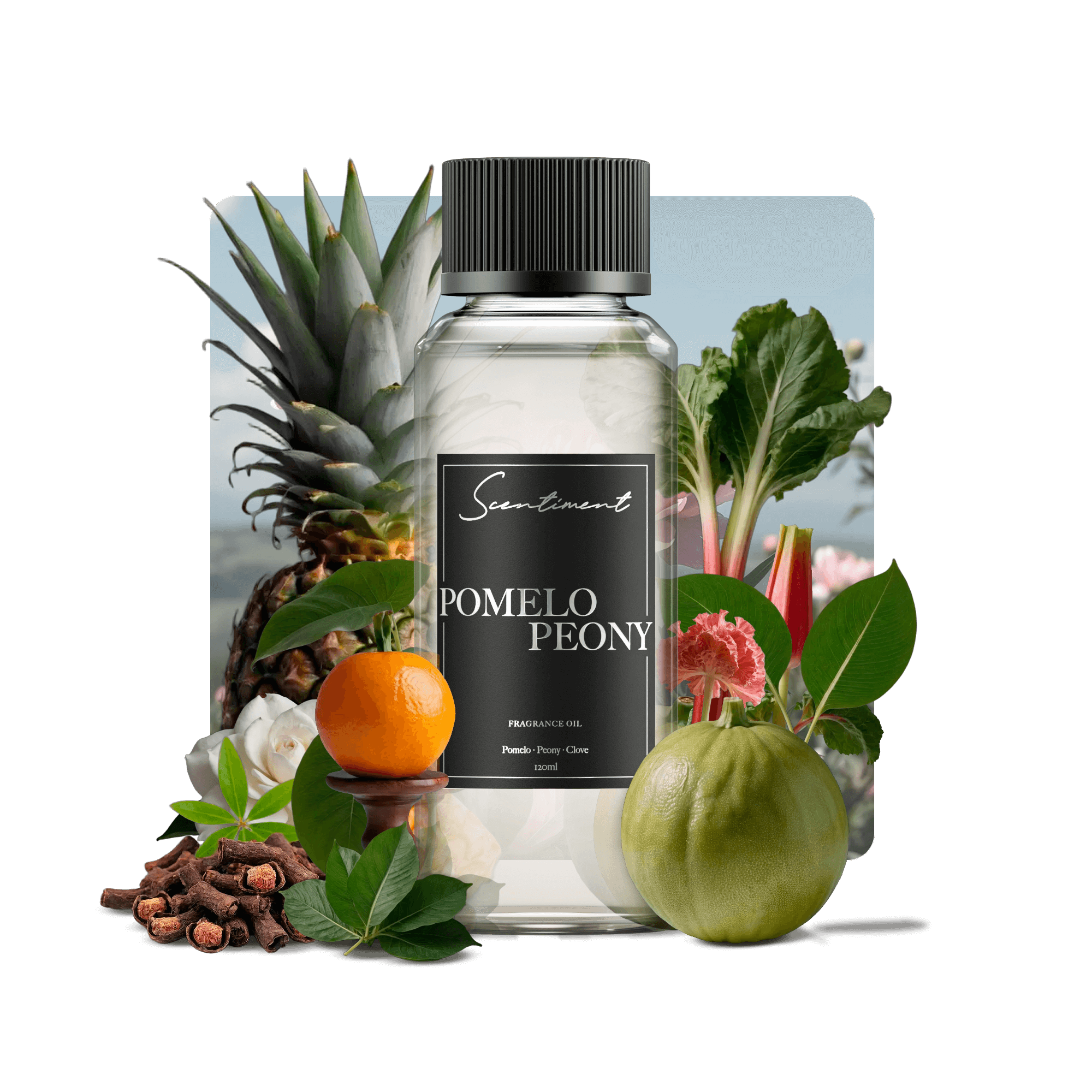 Pomelo Peony Fragrance Oil with notes of Pomelo, Rhubarb, Musk