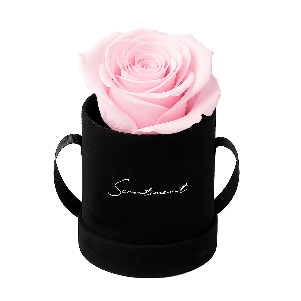 Single Pink Preserved Eternity Rose in Black Suede Box