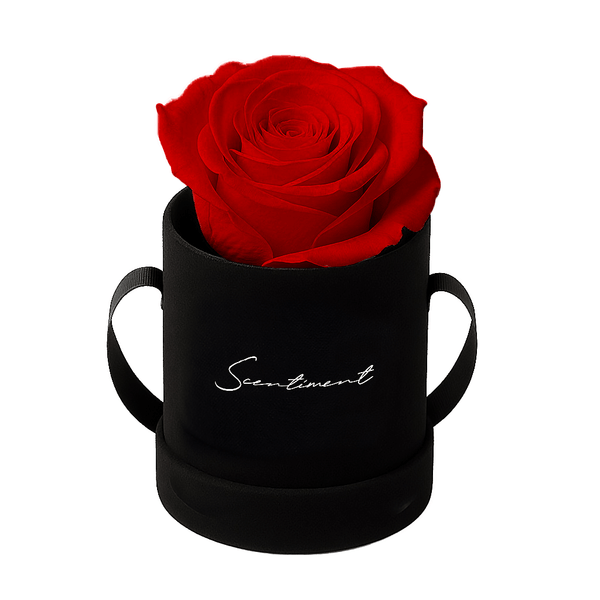 Single Red Preserved Eternity Rose in Black Suede Box