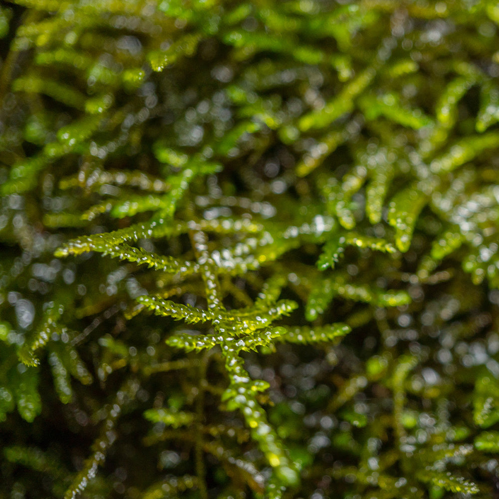 Sea Moss