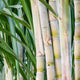 Sugarcane