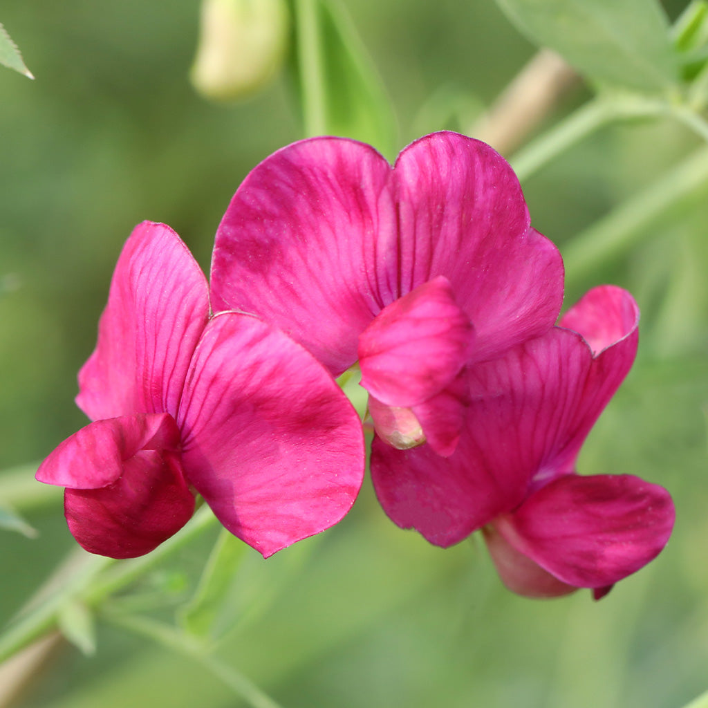 Sweet Pea