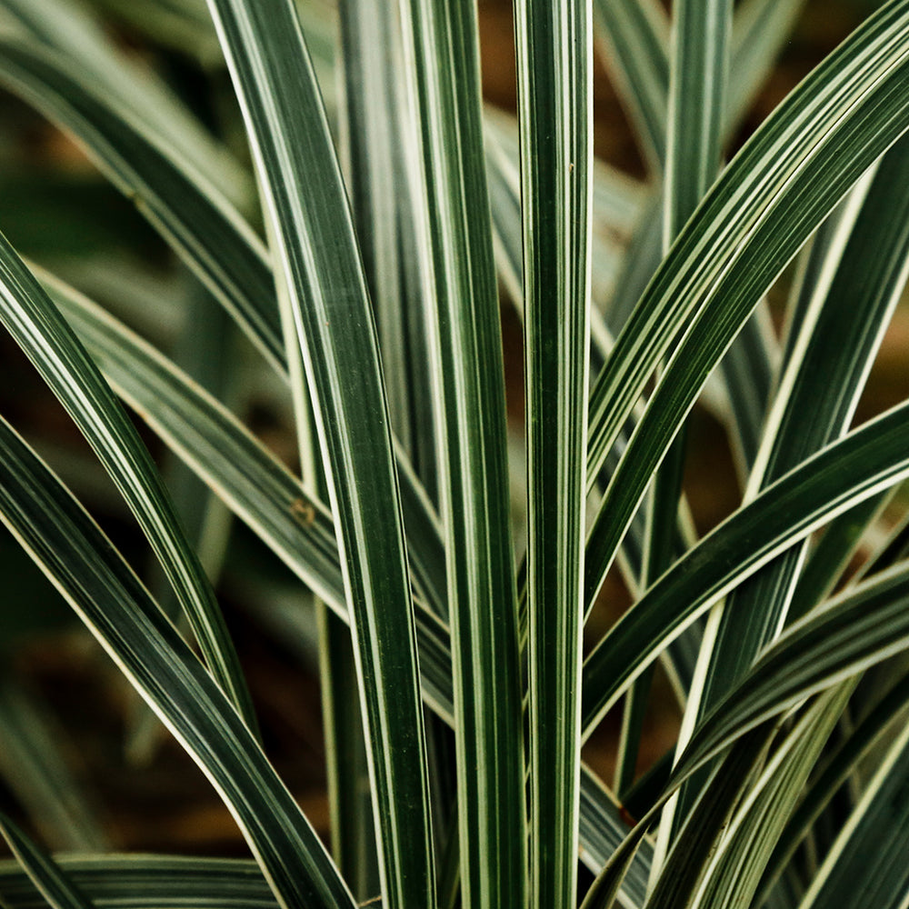 Vetiver