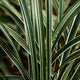 Vetiver