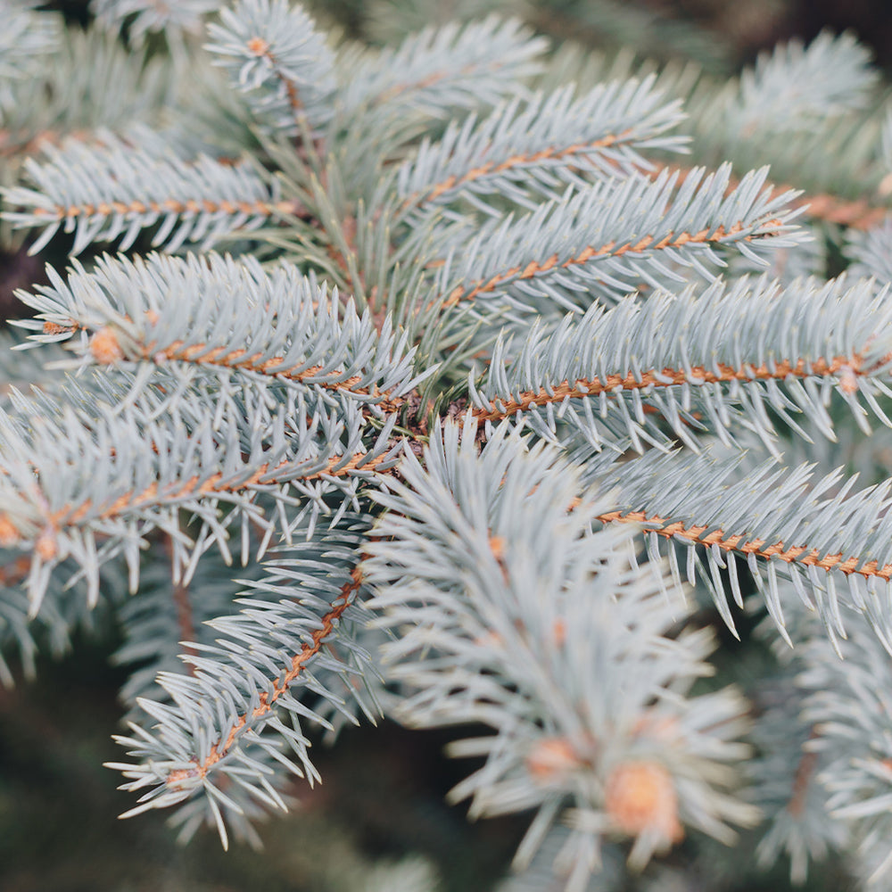 White Cedar