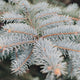 White Cedar