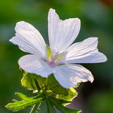 White Musk