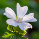 White Musk
