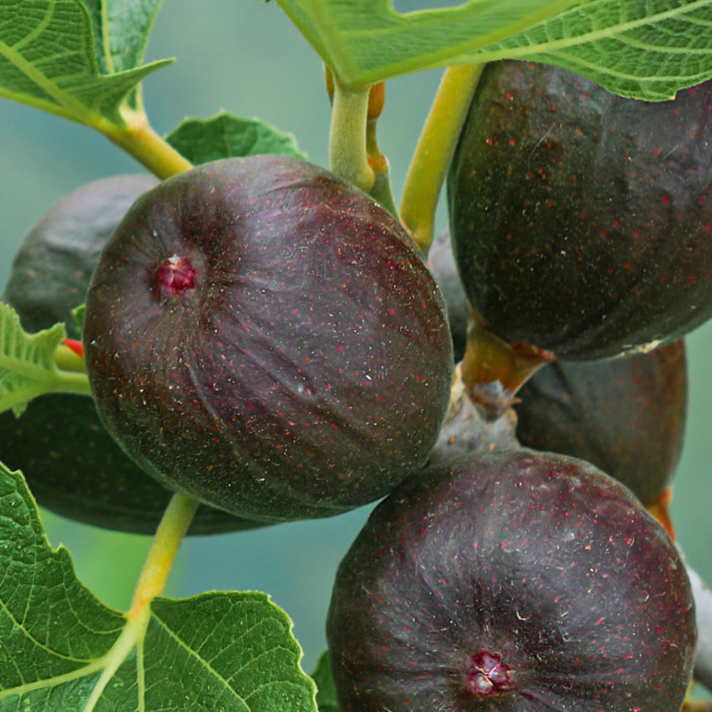 Wild Fig