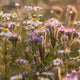 Wildflower
