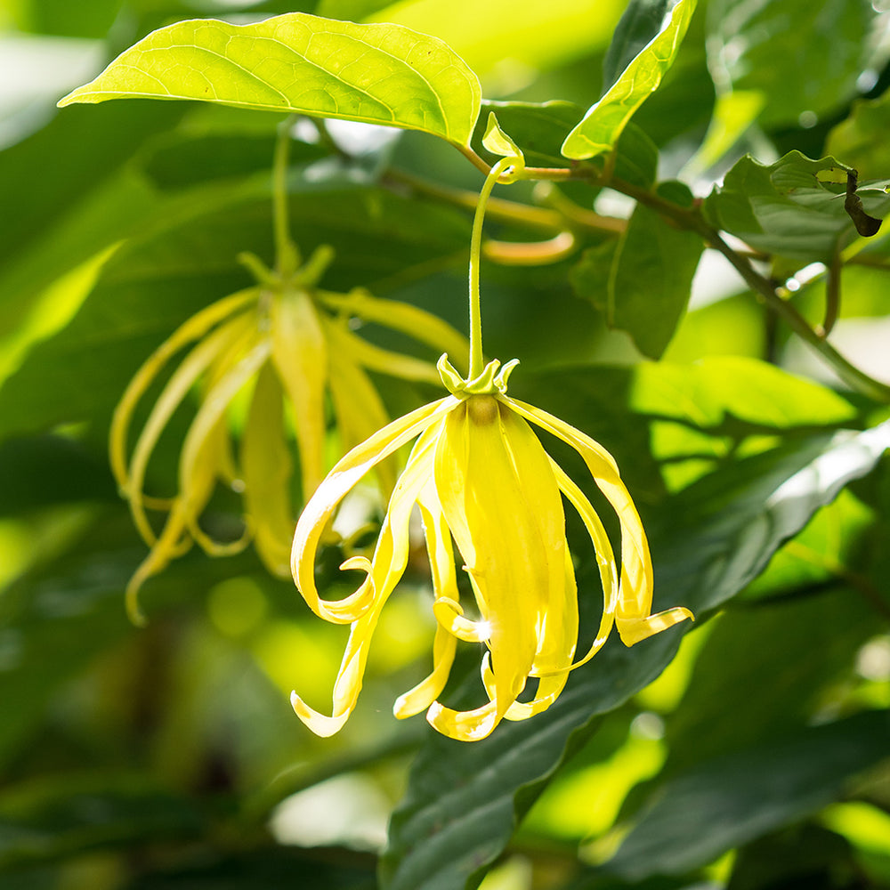 Ylang Ylang