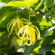 Ylang Ylang